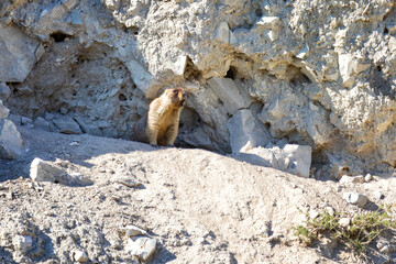 marmot stands near a hole - 733729333