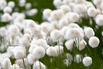 Blooming Eriophorum in the tundra close-up