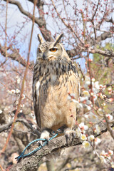大阪城のミミズク