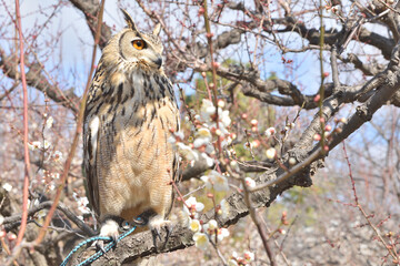 大阪城のミミズク