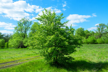 European wild apple (Malus sylvestris) tree among floodplain forest and floodplain meadow