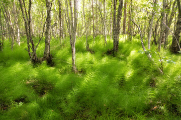 Forest overgrown with ferns, illuminated by the sun's rays