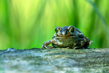 Batrachology. Common spadefoot (Pelobates vespertinus Pallas) ammocolous amphibian. The valley of...