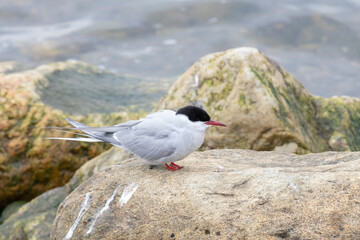 Arctic tern stand on the stone. Close up - 733729735