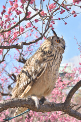 大阪城のミミズク