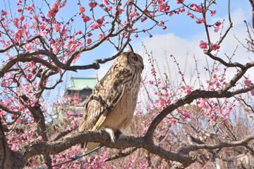大阪城のミミズク