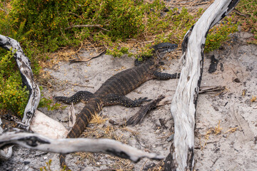 Wild goanna on Kangaroo Island
