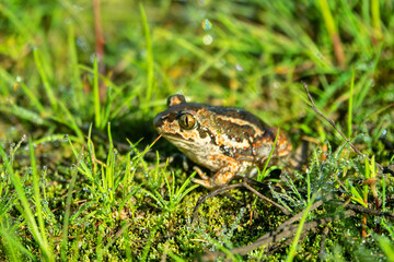 Batrachology. Common spadefoot (Pelobates vespertinus Pallas) ammocolous amphibian. The valley of the Don River in the middle reaches, a grassy meadow on sandy soil (the base of the dune)