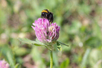 A bumblebee sits on a clover flower