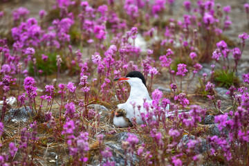 Common tern with a chick sits on a nest among pink flowers, close up