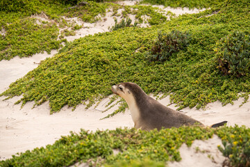 Australian fur seal at Seal Bay Conservation Park, Kangaroo Island