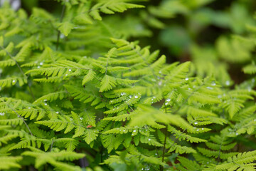 Bright green leaves of a fern as background