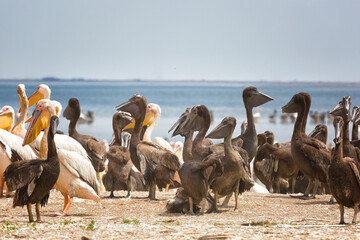 Pink pelicans with chicks on the shore of Lake Manich-Gudilo in Kalmykia, Russia - 733731115