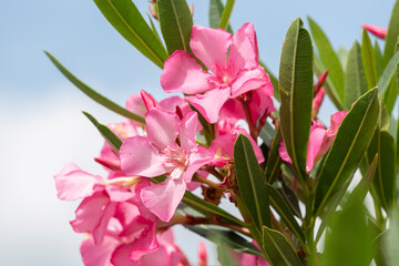 Pink flowers of oleander in summer day close up - 733731122