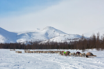 Many reindeer harnesses loaded with property are moving to a new camp site - 733731503