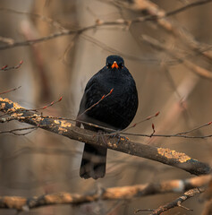 Close up of a merl bird
