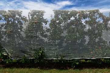 A row of apple trees are covered with protective netting as the apples are nearly ripe