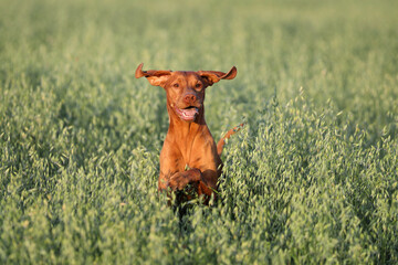 Beautiful Vizsla dog running through the tall grass