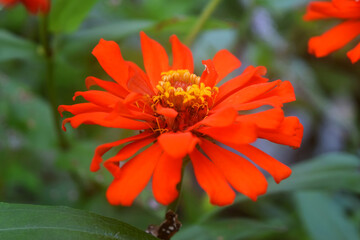 A red zinnia flower grows in the village