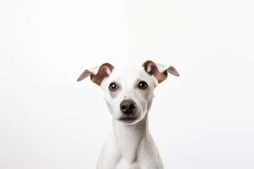 Dog on white background. Pets. Zoo service. Veterinary clinic