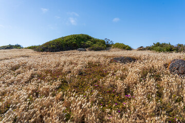 Field of hare's tail grass on Granite Island