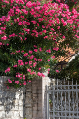 House fence and pink oleander flowers decoration in Montenegro on Adriatic sea
