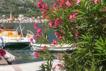 Boat in Bay of Kotor, Montenegro on Adriatic sea and pink oleander flowers