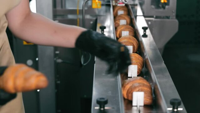 Automated Bakery Production Line, Fresh loaves on conveyor in industrial bakery.