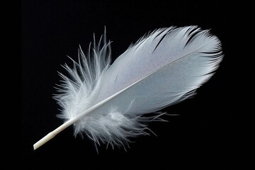 white feather of a goose on a black background