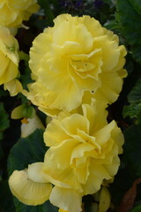 yellow blooming roses