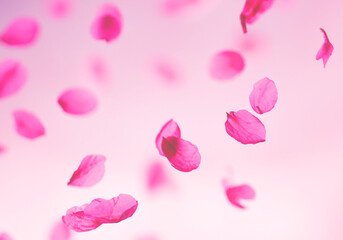 Obraz na płótnie Canvas 桜の花びらが舞う背景　和風素材