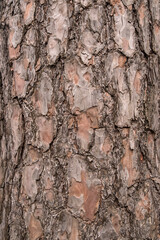Bark of old perennial pine tree closeup as natural wooden background