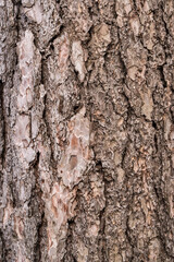 Bark of old perennial pine tree closeup as natural wooden background