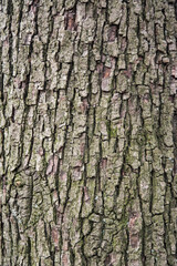 Bark of old perennial tree closeup as natural wooden background