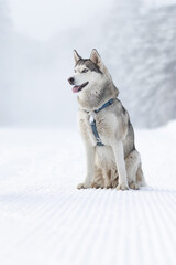Purebred Husky dog portrait with red scarf, sitting in snow smiling