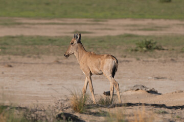 Naklejka na ściany i meble Foal of red hartebeest, Cape hartebeest or Caama - Alcelaphus buselaphus caama going. Photo from Kgalagadi Transfrontier Park in South Africa. 