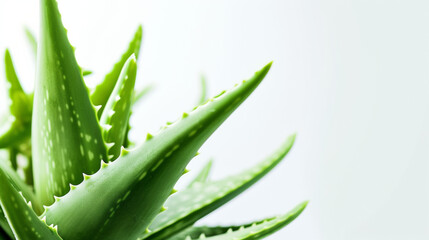 Lush Aloe Vera Plant Close-Up - Natural Healing Concept