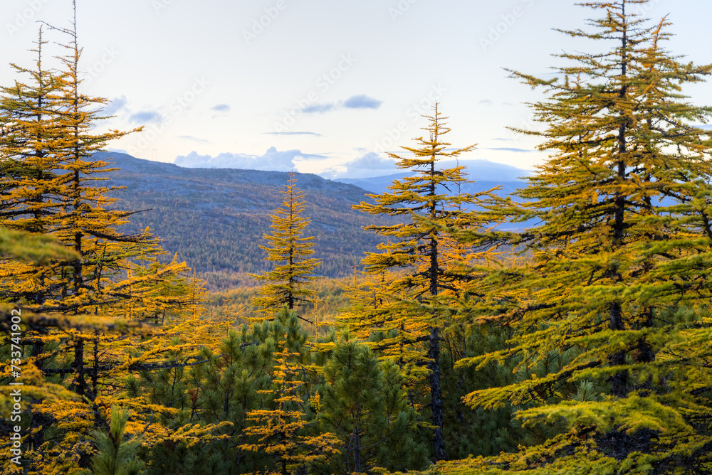 Wall mural Beautiful autumn forest landscape. View of the larch trees among the stones in the mountains. Larch with yellowed autumn needles. Travel and hiking in the wilderness. Ecological tourism by nature.