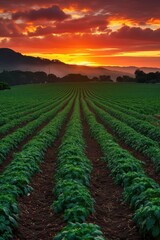 Pepper fields at sunset near Santa Cruz, CA.
