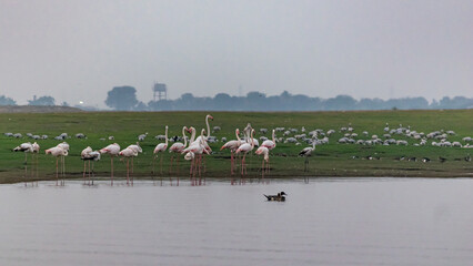 Panoramic Evening Bird Photo At Bhigwan Bird Sanctuary Pune India