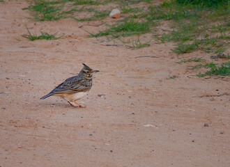 Iberian crested lark (Galerida cristata pallida), Alvor boardwalk and estuary trail, Algarve, Portugal. This subspecies can only be found in the iberian peninsula