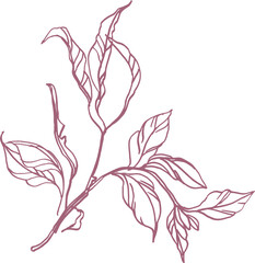 Bouquet (composition) of tropical botanical and plant elements (silhouettes, linear drawings) on a transparent background (PNG file)