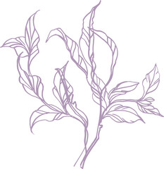 Bouquet (composition) of tropical botanical and plant elements (silhouettes, linear drawings) on a transparent background (PNG file)