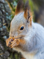 Naklejka na ściany i meble The squirrel with nut sits on a branches in the spring or summer. Portrait of the squirrel close-up
