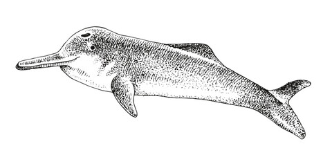 Yangtze river dolphin extinct animal sketch