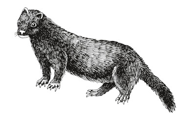 Sea mink extinct animal sketch