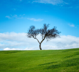 Fototapeta na wymiar The poetic beauty of a lonesome bare tree surrounded by vibrant, lusg grasslands, Algarve, Portugal