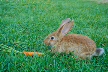 rabbits on the grass with carrots, little rabbit on green grass with carrot