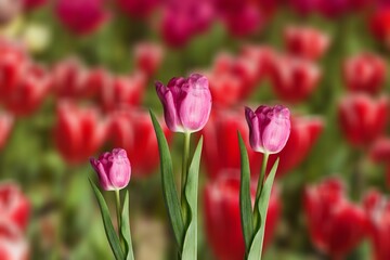 Fresh beautiful tulips with green leaves