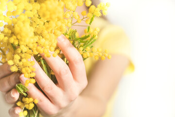 Close-up hand of young girl or woman holds yellow brunch of mimosa flowers. 8 march women's day...